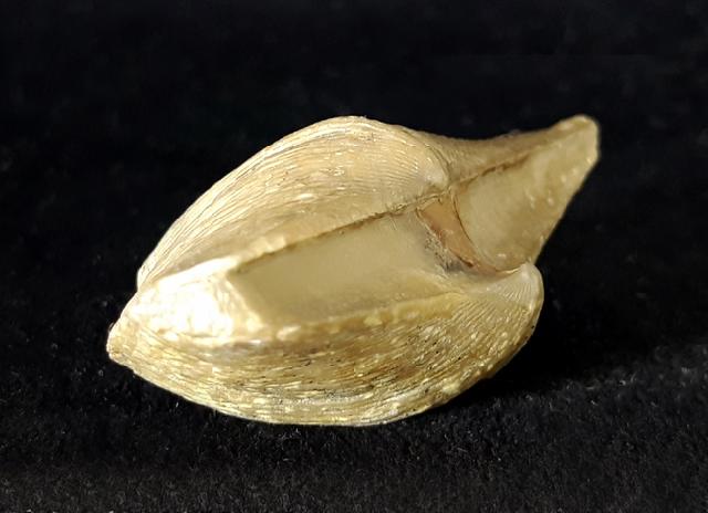 Cyrtospirifer rudkinensis (LJASCHENKO 1959) - Bild © FossNet FossilienStore